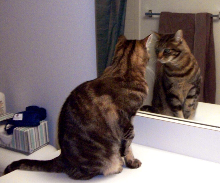 Kenyan Broadcasters: Four Copy Cat Programmes Instances