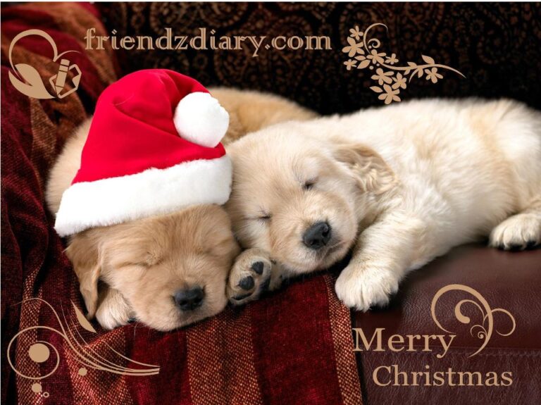 Nigeria’s Friendzdiary.com Rebrands to Termii Networks Raises $6000 in Seed Funding