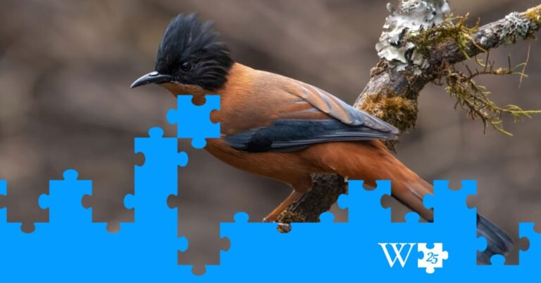 A Quarter Century of Knowledge: Wikipedia Welcomes Tech Giants into Content Ecosystem for 25th Anniversary